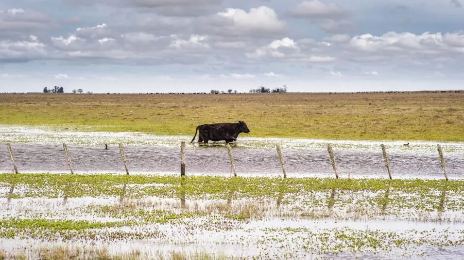 Casi 2 millones de hectáreas bajo el agua en la provincia: las pérdidas son "muchísimas"