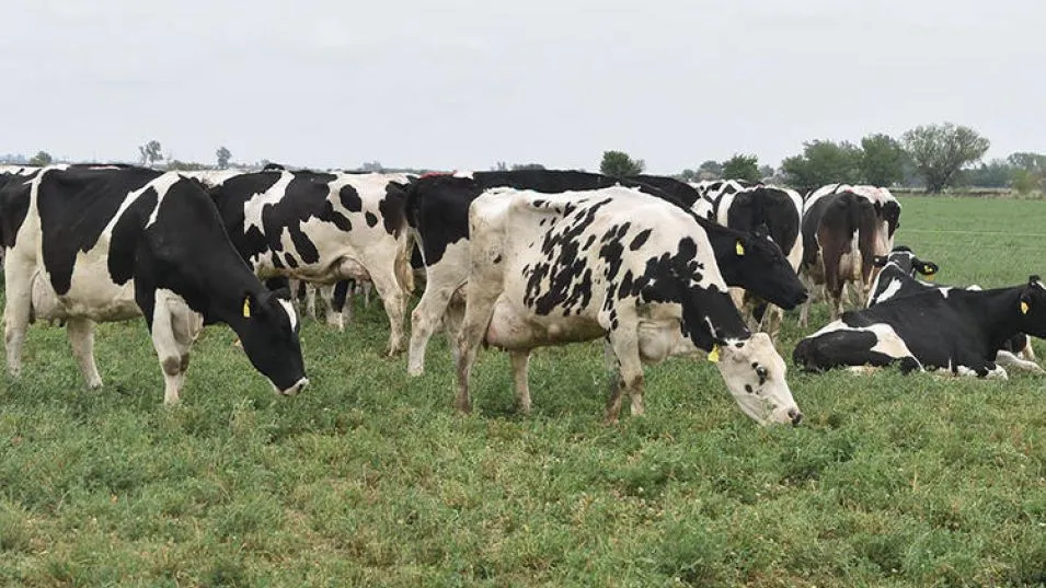 Los productores lecheros podrán usar sus vacas como garantía para acceso a crédito bancario y seguros.